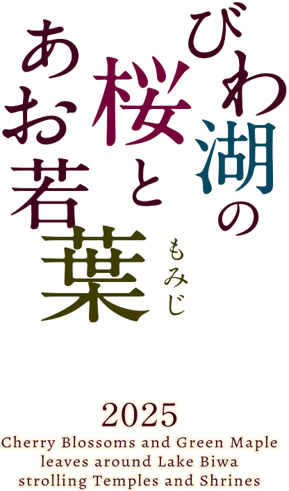 びわ湖の桜とあお若葉 | びわ湖大津トラベルガイド