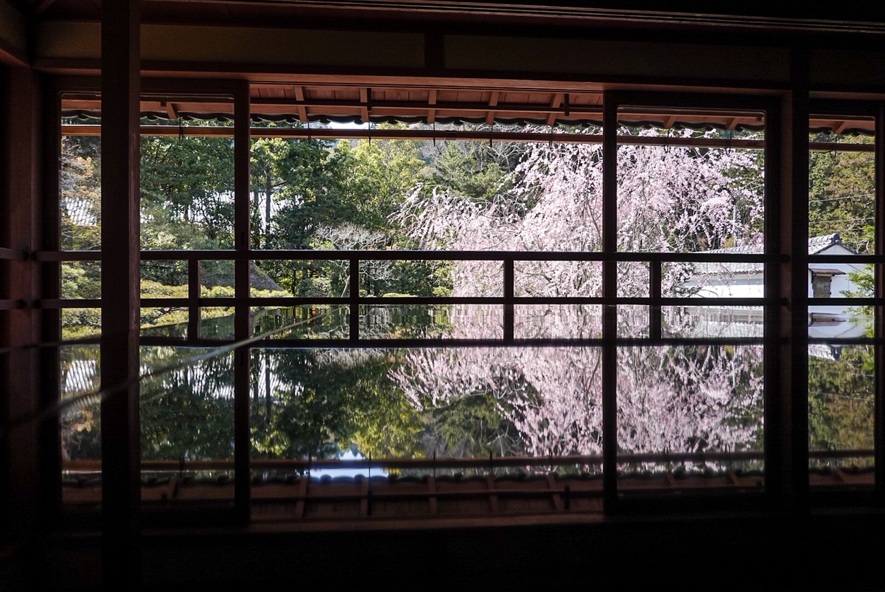 Sakura Blossoming